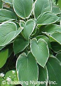 Hosta rectifolia 'White Triumphator'